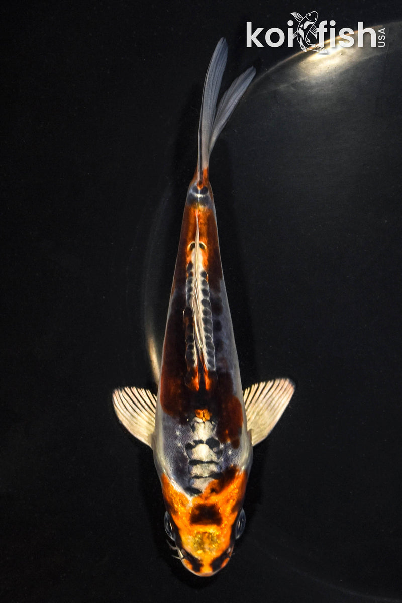 5.25" BENI KIKOKURYU