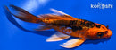 4.5" GINRIN BENI KIKOKURYU BUTTERFLY