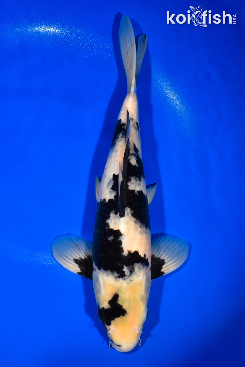 13" SHIRO UTSURI