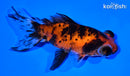 4.25" CALICO TELESCOPE FANTAIL GOLDFISH