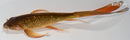 7.25" GINRIN CHAGOI BUTTERFLY