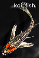 5.25" GINRIN BENI KIKOKURYU BUTTERFLY