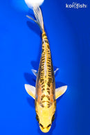 6" KIN KIKOKURYU