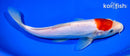 8.5" DOITSU TANCHO KOHAKU