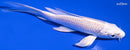 5.25" PLATINUM OGON BUTTERFLY