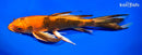 11" HI UTSURI BUTTERFLY