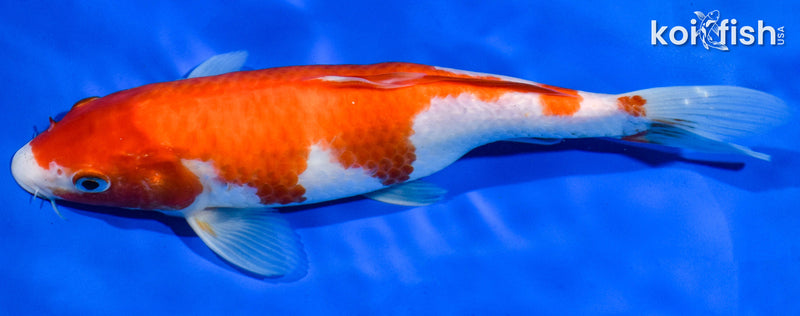 9" KOHAKU