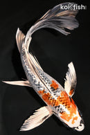 10.25" GINRIN KUJAKU BUTTERFLY