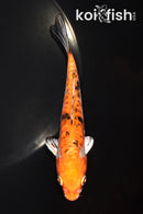 5.25" ARAGOKE HEISEI NISHIKI