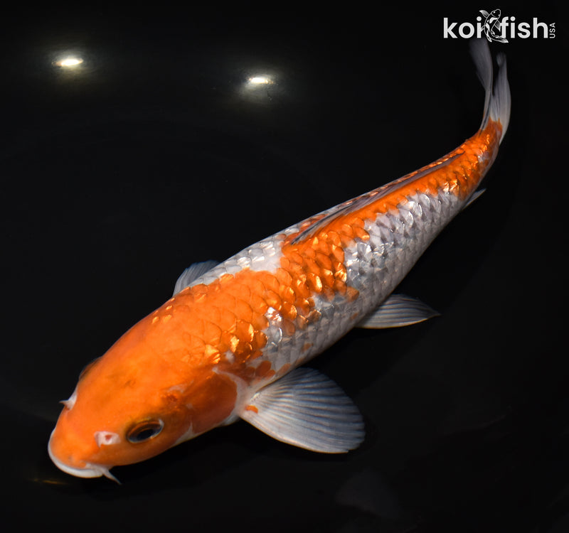 10.75" GINRIN OCHIBA SHIGURE