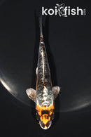 4.75" ARAGOKE BENI KIKOKURYU