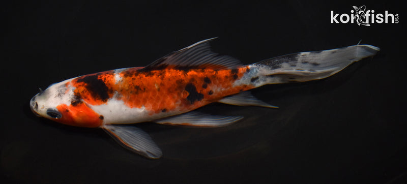 7.5" SHUBUNKIN GOLDFISH