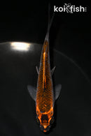 4.5" BENI GINGA