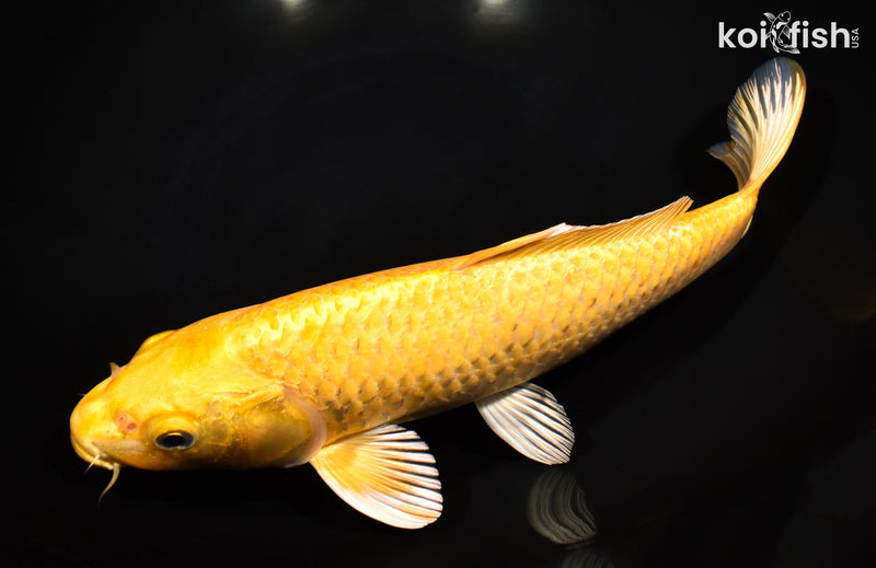 11" YAMABUKI OGON
