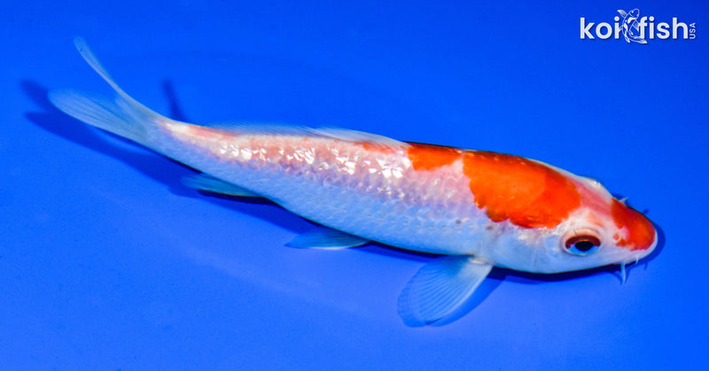 5.5" GINRIN KOHAKU