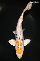 8.75" HEISEI NISHIKI