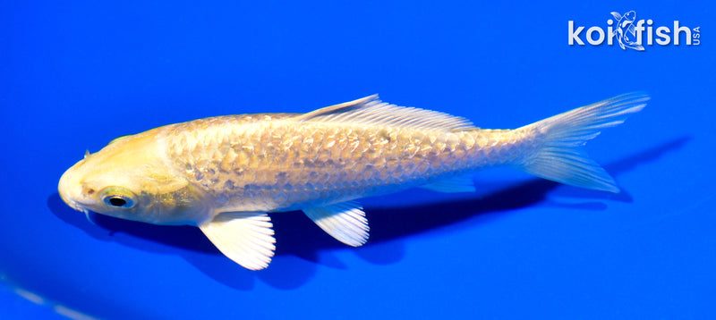 5" GINRIN YAMABUKI OGON