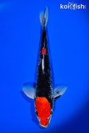 12" GOSHIKI