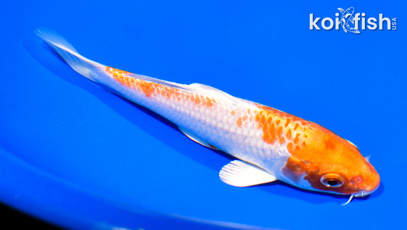 6" HARIWAKE
