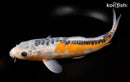13.5" HI SHUSUI