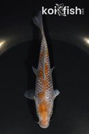 5.25" OCHIBA SHIGURE