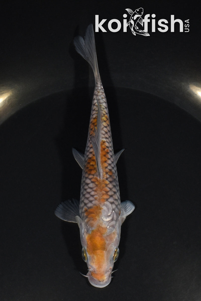 5.25" OCHIBA SHIGURE