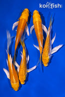 PACK OF (5) 4-5" YAMABUKI OGON BUTTERFLY KOI