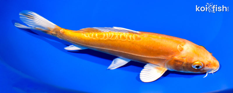 9" DOITSU ORENJI OGON