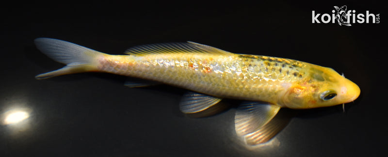 Johnny&#39;s - とりこ様 King&amp;Prince L&amp; Koi-wazurai Yellow Koi Fish for Sale | Koi Fish USA – Page 4
