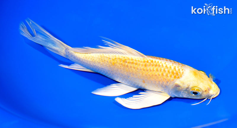 7.75" YAMABUKI OGON BUTTERFLY
