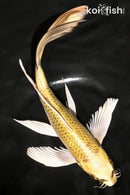 8" KI MATSUBA BUTTERFLY