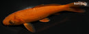 5.5" CHAGOI