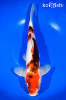 12.75" GOROMO