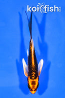 4.25" BENI KIKOKURYU BUTTERFLY