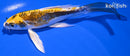 5.25" KIN KIKOKURYU BUTTERFLY