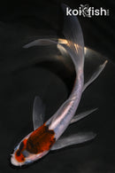 5.5" GOROMO BUTTERFLY