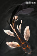 10.5" BENI GINGA BUTTERFLY