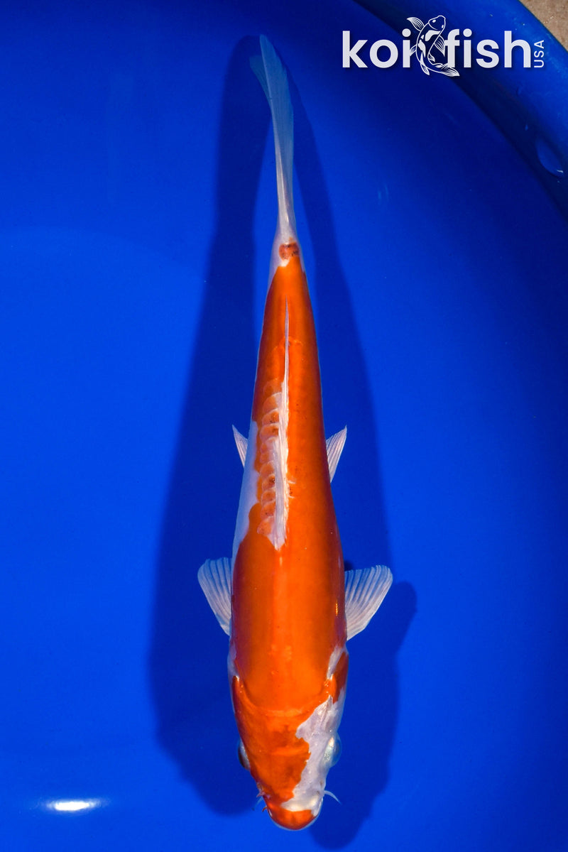 7.75" KIKUSUI