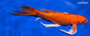 9" ORENJI OGON BUTTERFLY