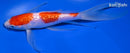 7.75" GINRIN KOHAKU BUTTERFLY