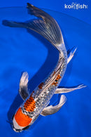 9.25" GINRIN KUJAKU BUTTERFLY