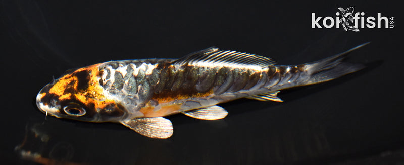 4.75" ARAGOKE BENI KIKOKURYU