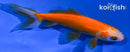 4" WAKIN GOLDFISH