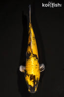 11.25" KIN KI UTSURI