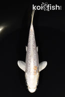 5" DOITSU PLATINUM OGON