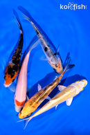 PACK OF (5) 4-5" STANDARD KOI