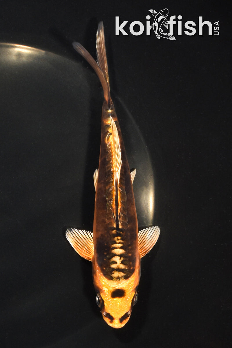 5.5" BENI KIKOKURYU