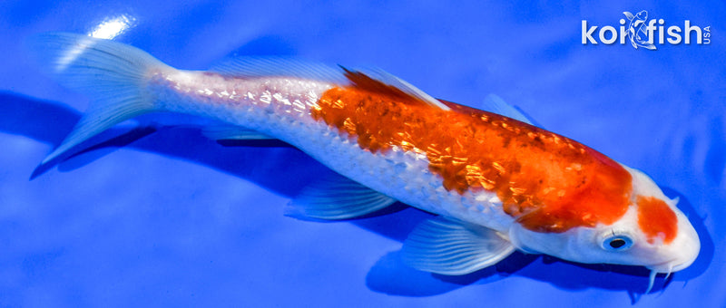 6.5" GINRIN KOHAKU