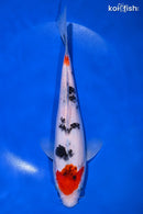 9.25" SANKE