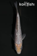 4.25" GINRIN SORAGOI